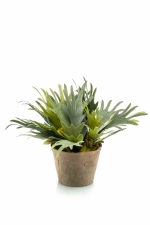 Staghorn fern x3 in tc pot aged 16cm